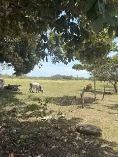 VENDO FINCA DE 21.5 HECTAREAS EN PENONOME CERCA DE LA CARRETERA PANAMERICANA-P - Imagen 12