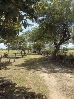 VENDO FINCA DE 21.5 HECTAREAS EN PENONOME CERCA DE LA CARRETERA PANAMERICANA-P - Imagen 2
