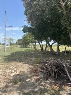 VENDO FINCA DE 21.5 HECTAREAS EN PENONOME CERCA DE LA CARRETERA PANAMERICANA-P - Imagen 7
