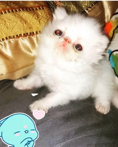 TENEMOS DISPONIBLES  CACHORROS DE GATITOS - Imagen 3