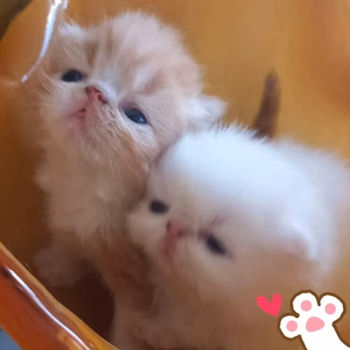 TENEMOS DISPONIBLES  CACHORROS DE GATITOS - Imagen 4