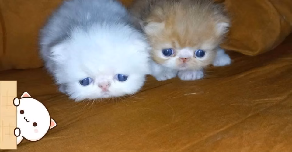 TENEMOS DISPONIBLES  CACHORROS DE GATITOS - Imagen 5