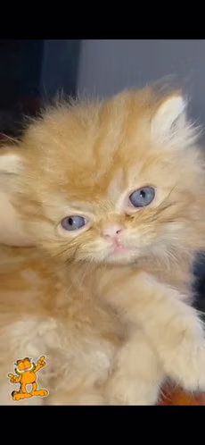 TENEMOS DISPONIBLES  CACHORROS DE GATITOS