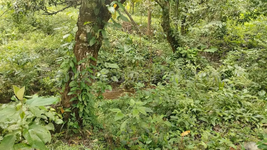 Se Vende Terreno en Gatun DPA26-2191 - Imagen 4