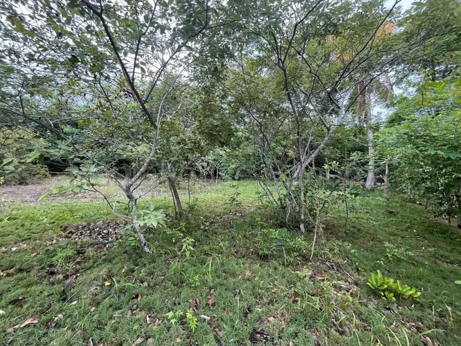 VENTA DE TERRENO EN RÍO HATO.  DDB27-1339 - Imagen 13