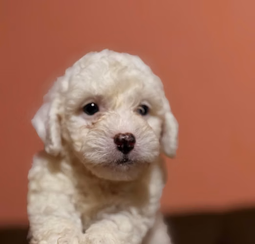 Bellos machos french poodle toy con su tarjeta