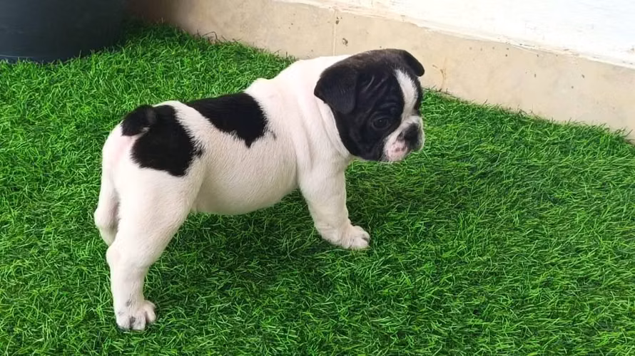 Cachorro  hermoso - Imagen 4