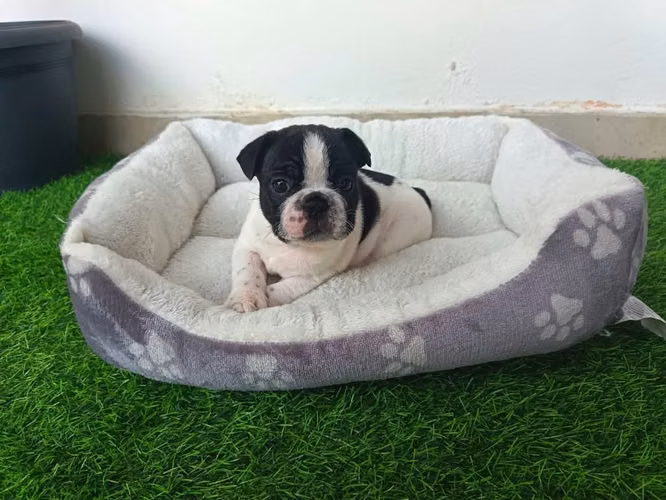 Cachorro  hermoso - Imagen 2