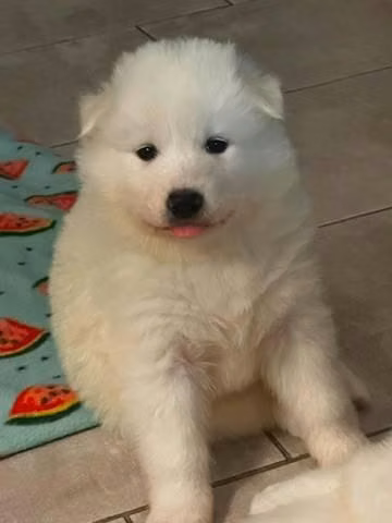 Beautiful Samoyed Puppies for Sale  Healthy & Loving