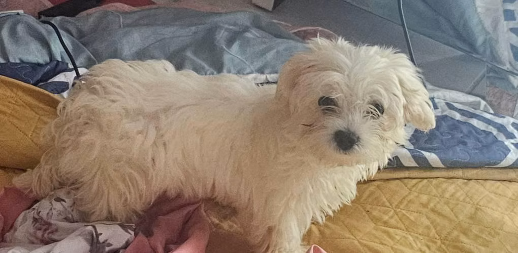 Cachorros Maltipoo en ventas - Imagen 2