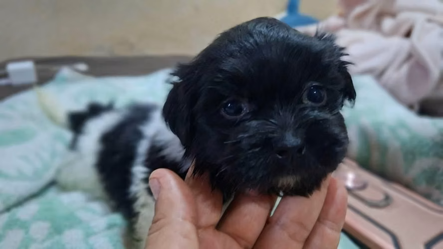 ULTIMO CACHORRO MACHO Shihtzu