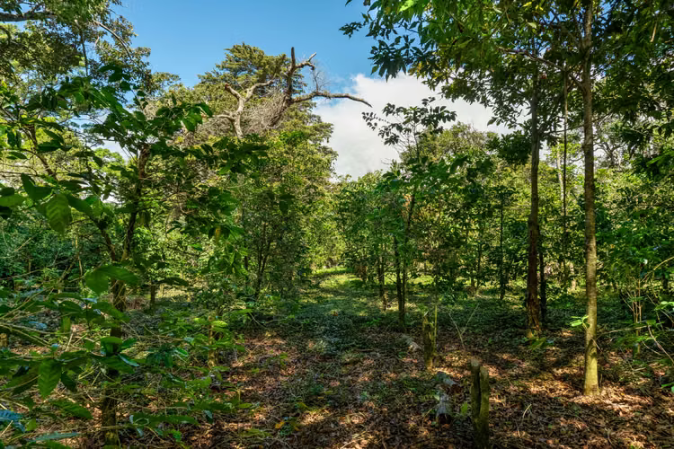 Terreno de Inversion en Boquete Panama - Imagen 13