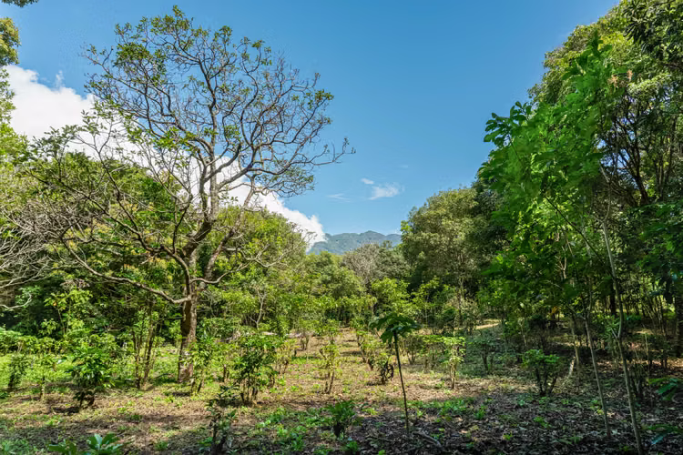 Terreno de Inversion en Boquete Panama - Imagen 10