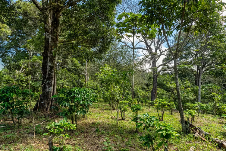Terreno de Inversion en Boquete Panama - Imagen 9