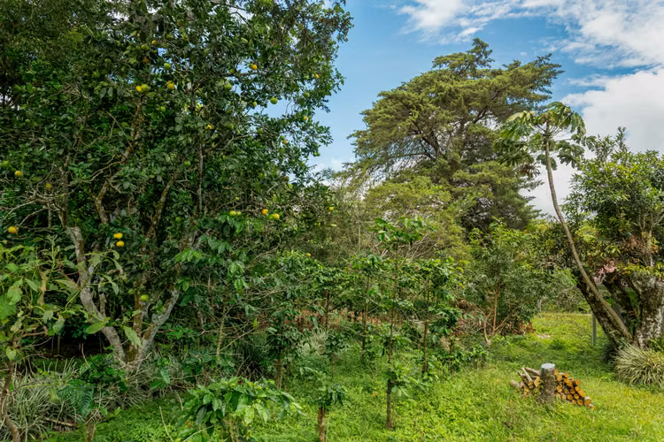 Terreno de Inversion en Boquete Panama - Imagen 16