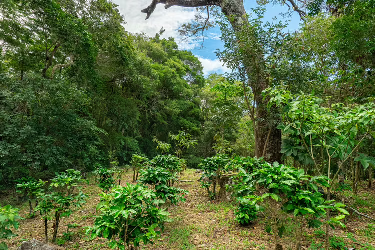 Terreno de Inversion en Boquete Panama - Imagen 8