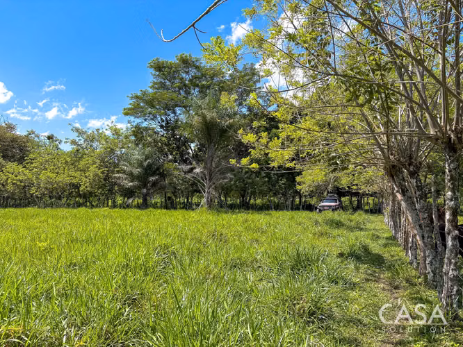 3.25 Hectáreas de Finca Frente al Río en Venta en Guacá, David, Chiriquí