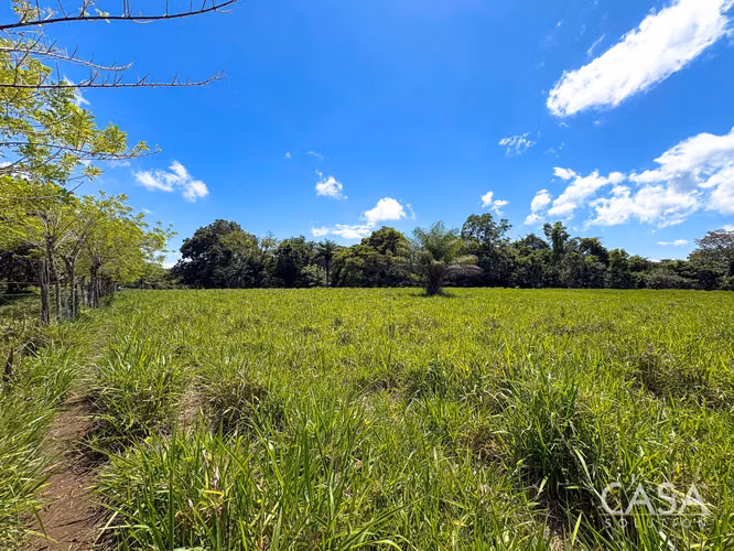 3.25 Hectáreas de Finca Frente al Río en Venta en Guacá, David, Chiriquí