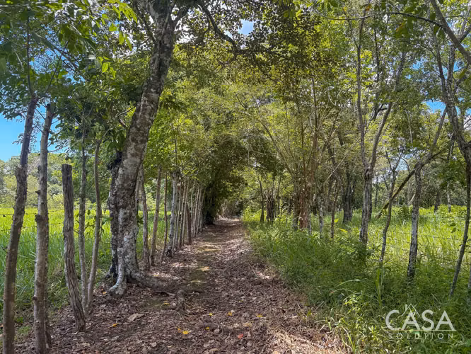 3.25 Hectáreas de Finca Frente al Río en Venta en Guacá, David, Chiriquí
