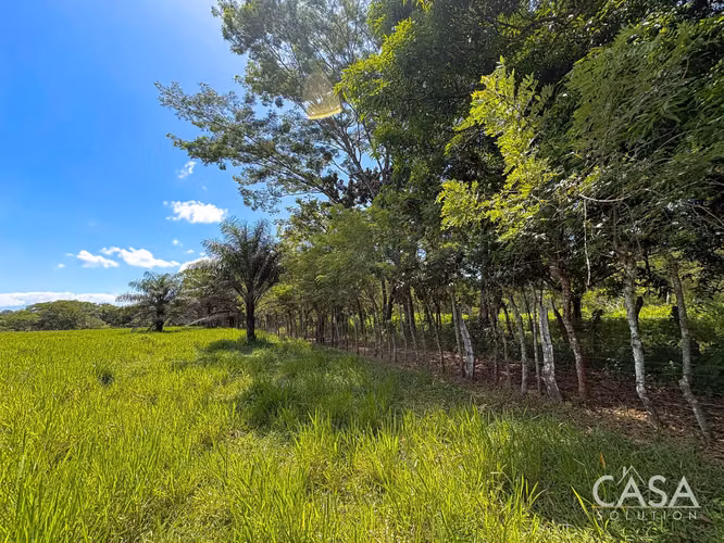 3.25 Hectáreas de Finca Frente al Río en Venta en Guacá, David, Chiriquí
