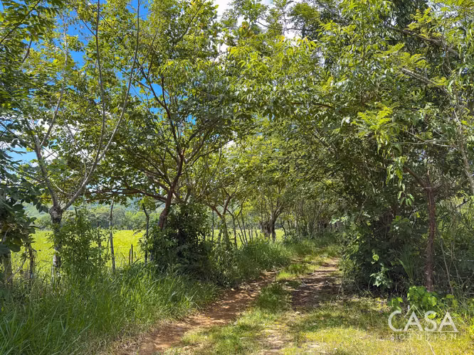 3.25 Hectáreas de Finca Frente al Río en Venta en Guacá, David, Chiriquí