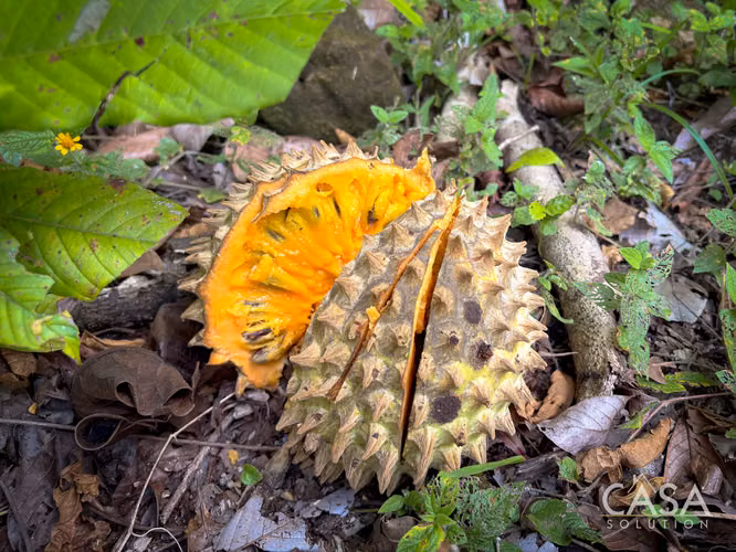 3.25 Hectáreas de Finca Frente al Río en Venta en Guacá, David, Chiriquí