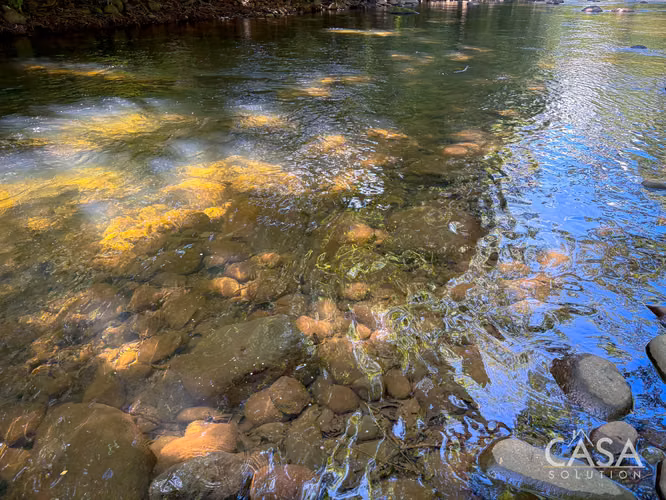 3.25 Hectáreas de Finca Frente al Río en Venta en Guacá, David, Chiriquí