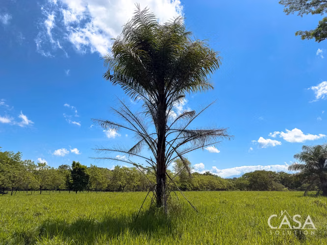3.25 Hectáreas de Finca Frente al Río en Venta en Guacá, David, Chiriquí