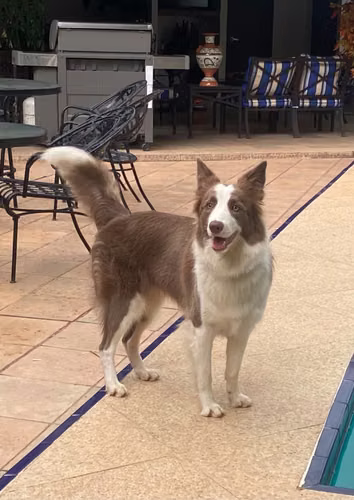  Cachorros Border Collie en venta  - Imagen 6