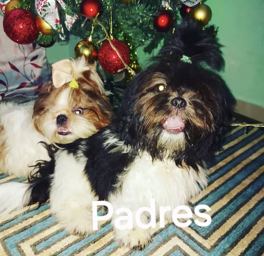 ULTIMO Macho SHIHTZU - Imagen 4