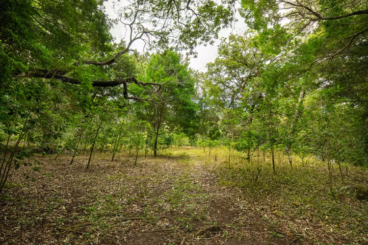 Terreno Panoramico en Boquete Panama - Imagen 12