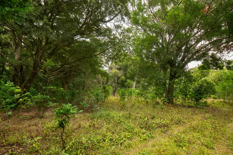 Terreno Panoramico en Boquete Panama - Imagen 9