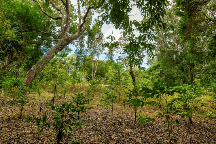 Terreno Panoramico en Boquete Panama - Imagen 7