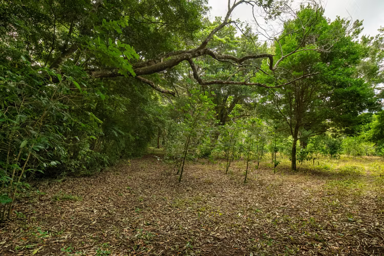 Terreno Panoramico en Boquete Panama - Imagen 5