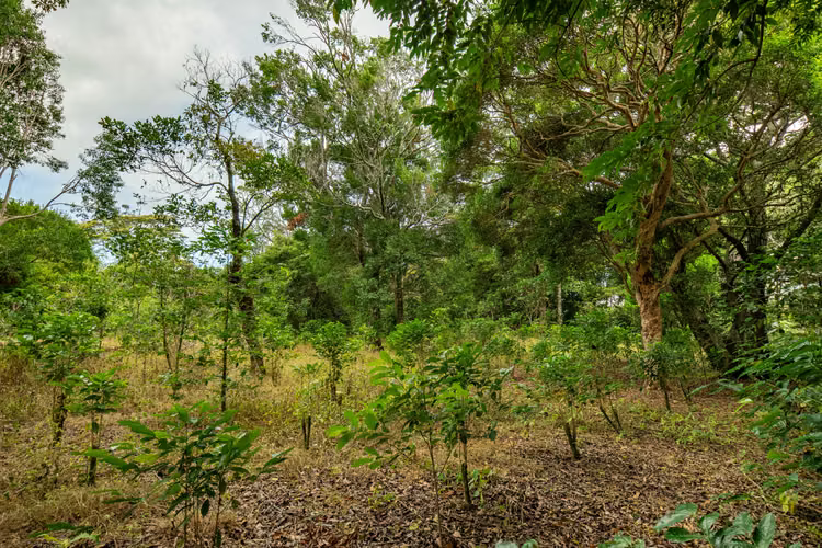 Terreno Panoramico en Boquete Panama - Imagen 14