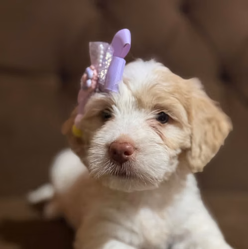 Bella hembra maltipoo de ojos claros con su tarjeta - Imagen 3