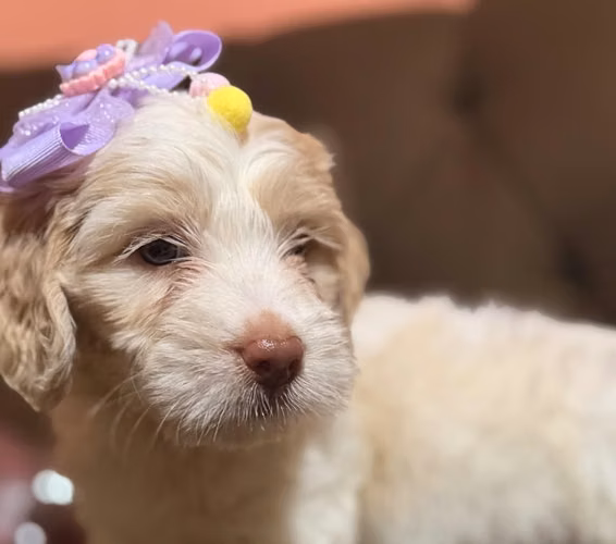 Bella hembra maltipoo de ojos claros con su tarjeta - Imagen 4