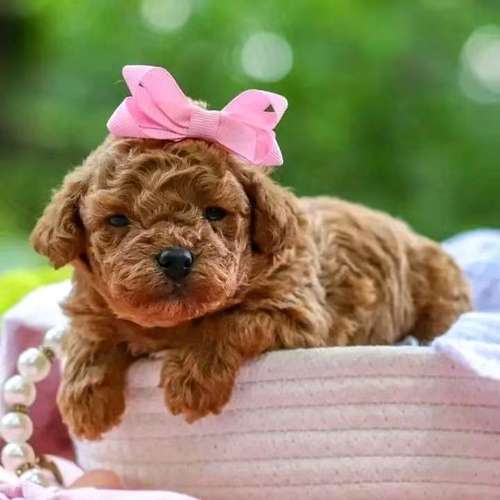 LABRADOODLE MACHOS STANDAR  Y HEMBRA ENTREGA INMEDIATA 