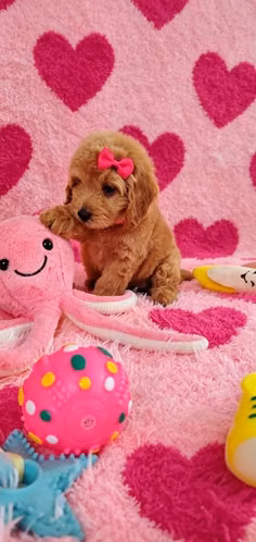 BEAUTIFUL FEMALE GOLDENDOODLE IN CHIRIQUÍ