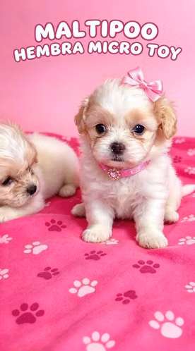 MALTIPOO HEMBRA Y FRENCH POODLE MACHO EN CHIRIQUÍ - Imagen 3