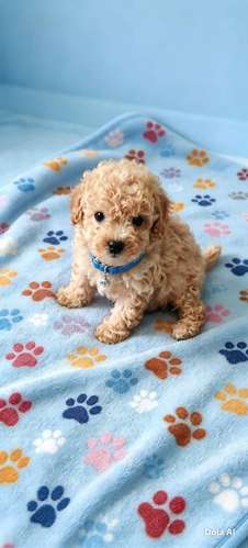 FRENCH POODLE MINI TOY MACHOS APRICOT