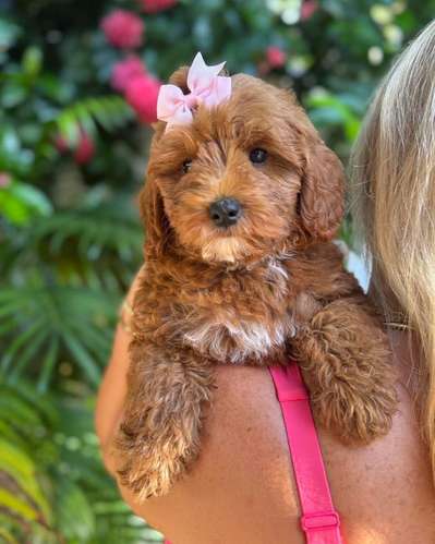 LABRADOODLE MACHOS STANDAR  Y HEMBRA ENTREGA INMEDIATA 