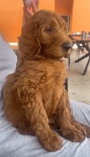 LABRADOODLE MACHOS STANDAR  Y HEMBRA ENTREGA INMEDIATA 