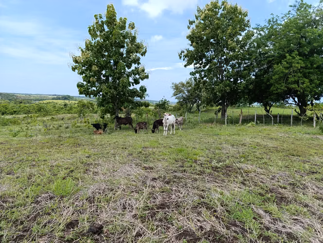 ES-Finca de casi 10 hectáreas en venta | Llano Bonito entrando por Río Hato, Coclé | US$274,000