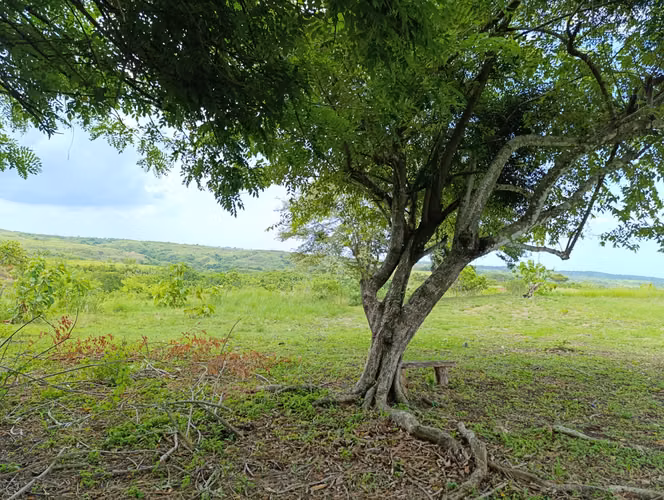 ES-Finca de casi 10 hectáreas en venta | Llano Bonito entrando por Río Hato, Coclé | US$274,000 - Imagen 3