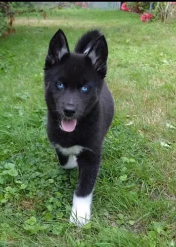 HUSKY MEZCLADITOS (PAPÁ PURO MALAMUTE /MAMÁ MEDIA PASTORA)
