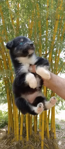 HUSKY MEZCLADITOS (PAPÁ PURO MALAMUTE /MAMÁ MEDIA PASTORA)