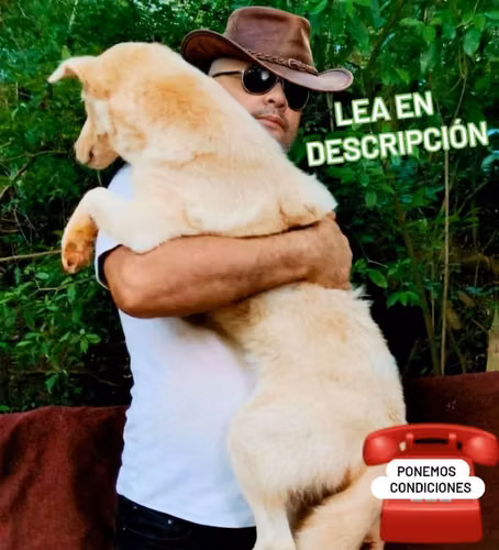 HUSKY /LABRADOR... LO DOY CON CIERTAS CONDICIONES...