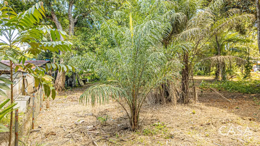 Lote Plano en Venta en Dolega, Chiriquí – 1,330.80 m² con Acceso por Carretera - Imagen 9