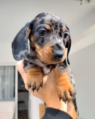 Dachshund arlequin con teckel macho - Imagen 1